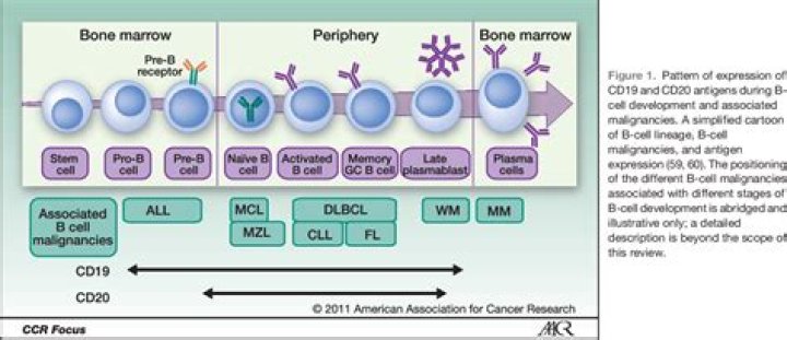 CD precursors: Abbr.