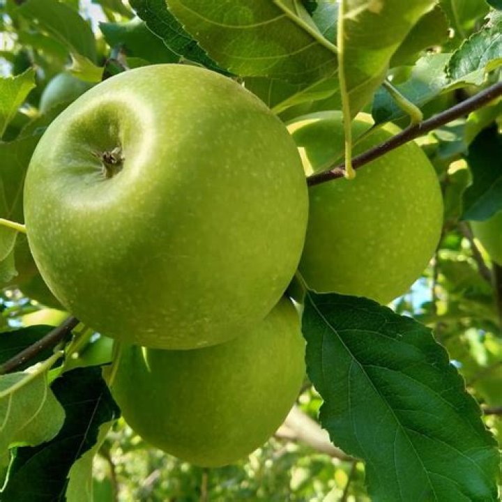 Center of a Granny Smith apple