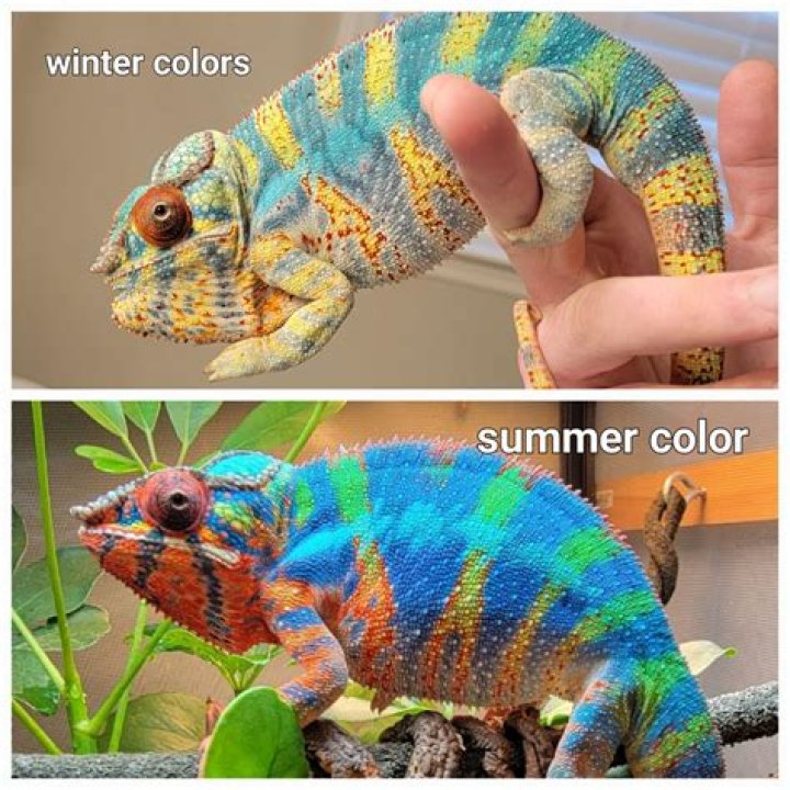 Chameleon for example