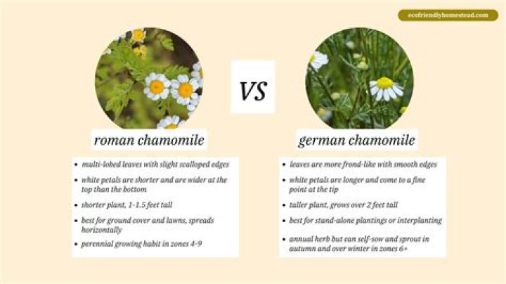 Chamomile or oolong for example