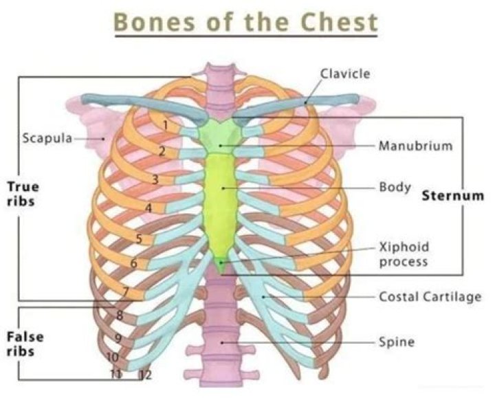 Chest bone