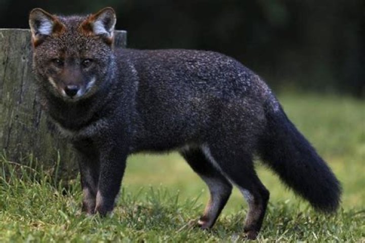 Color of Zorro's outfit