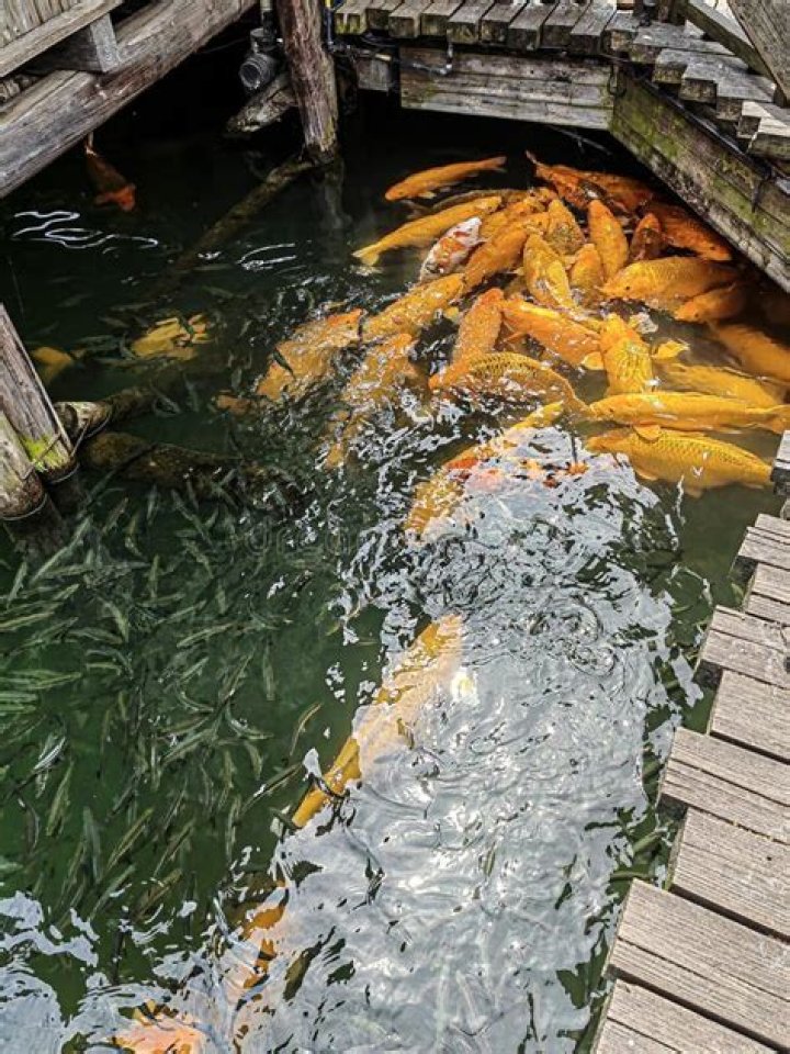 Colorful fish in a pond