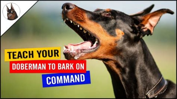 Command that may prompt a dog to bark