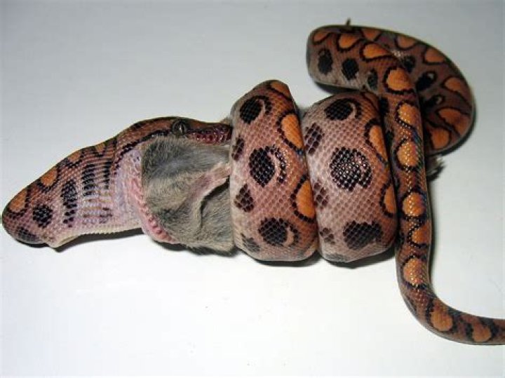 Constricting snake