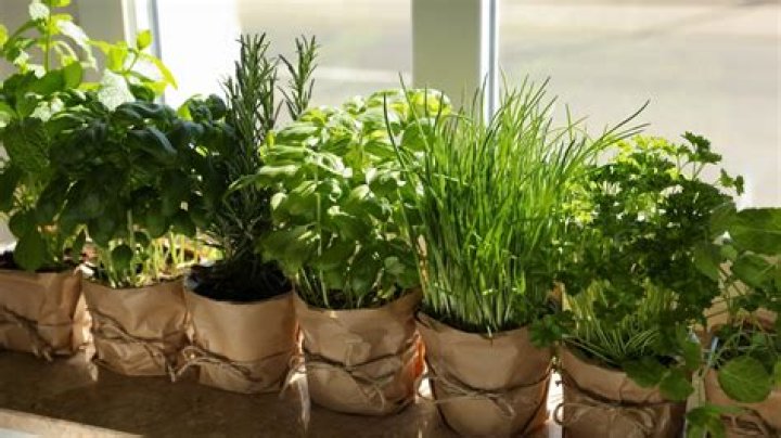 Containers for an indoor herb garden