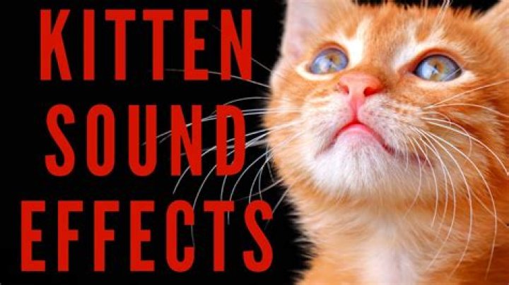 Contented kitten's sound