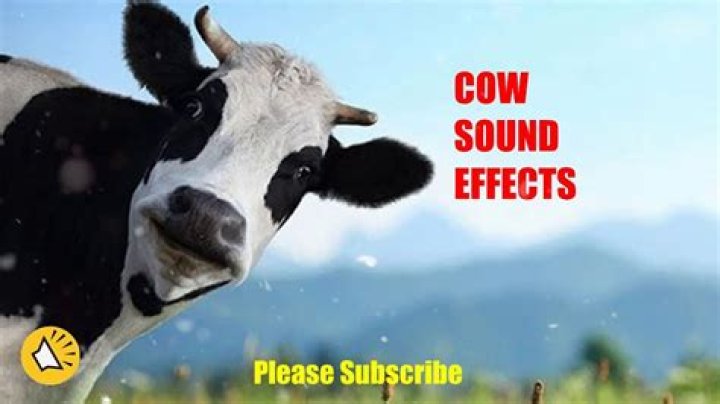 Cow's sound