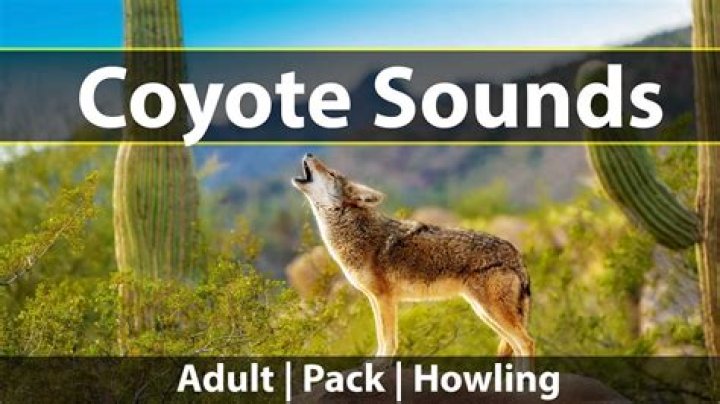 Coyote's sound