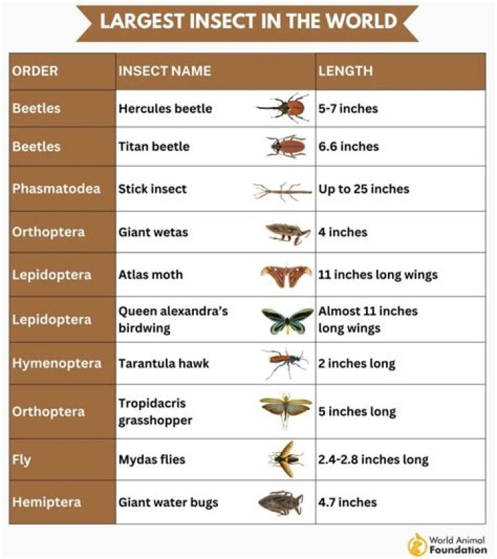 Crumb-stealing insect in the kitchen