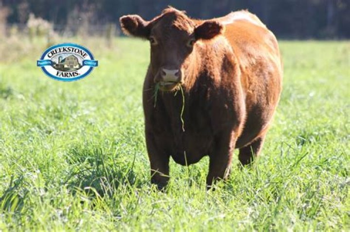 Cry from a cow pasture