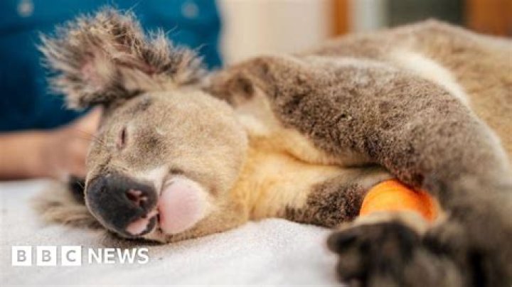 Cuddly-looking marsupial from Down Under