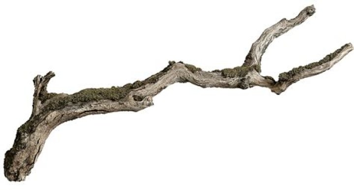 Cut of as a tree branch