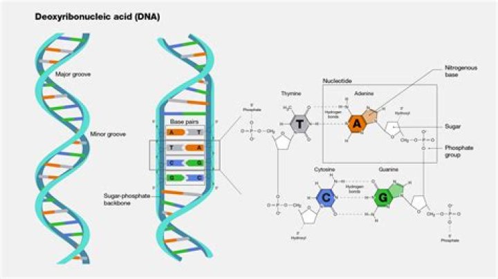 Deoxyribonucleic ___ (what DNA stands for)