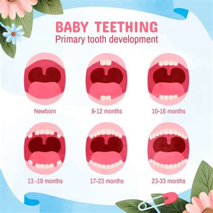 Develop molars