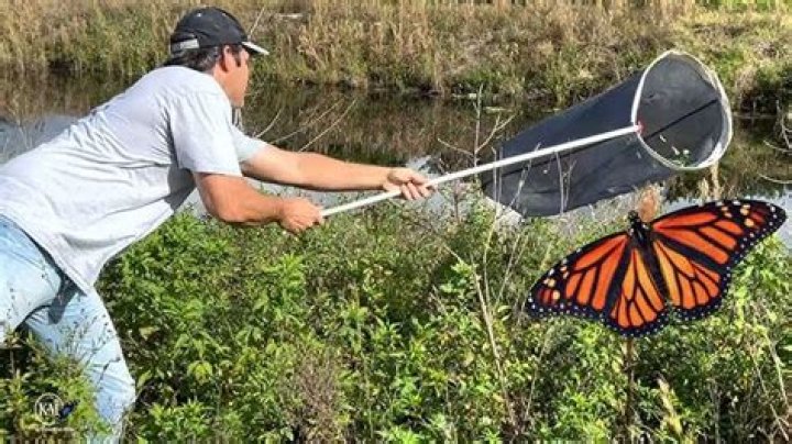 Devices to catch shrimp or butterflies