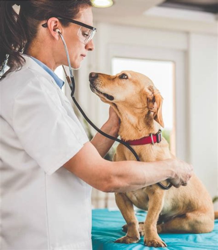 Doctor for your dog for short