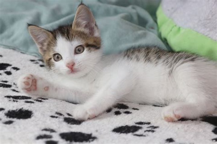 Dog that's only a few months old