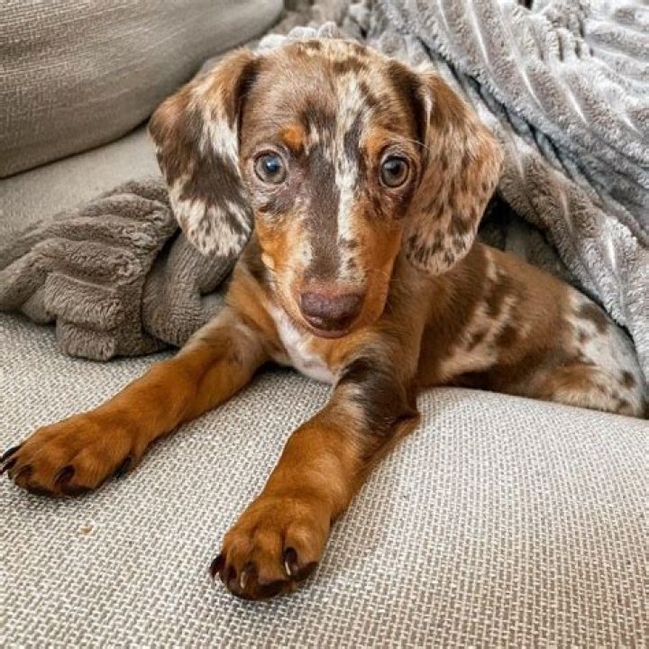 Dog with a yellow black or chocolate coat for short