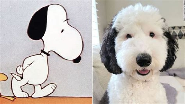 Dogs that are the same breed as Snoopy