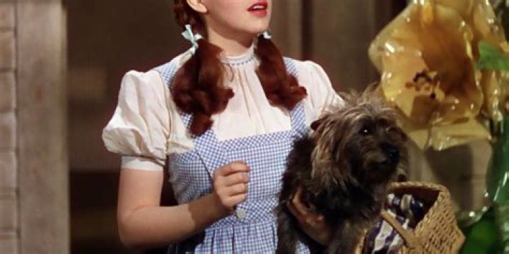 Dorothy's dog in a 1939 movie