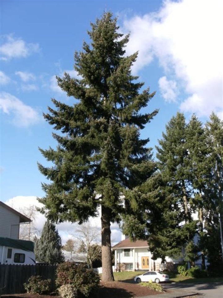 Douglas ___ (evergreen tree)