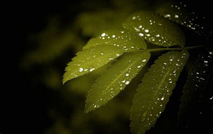 Droplets on leaves