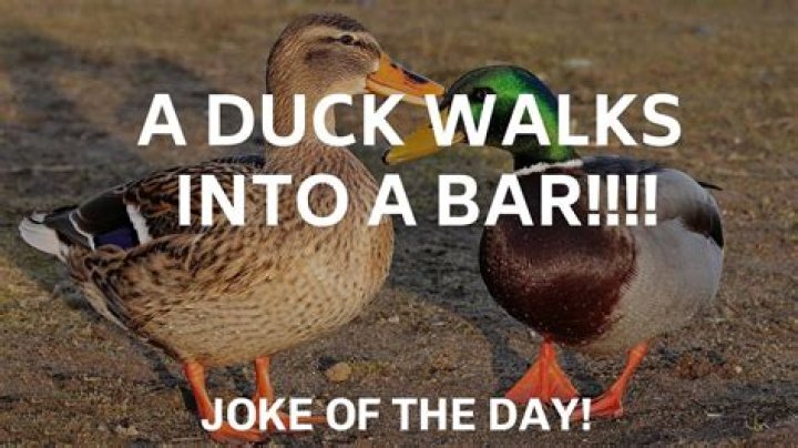 ___ duck walks into the bar... (common joke format): 2 wds.