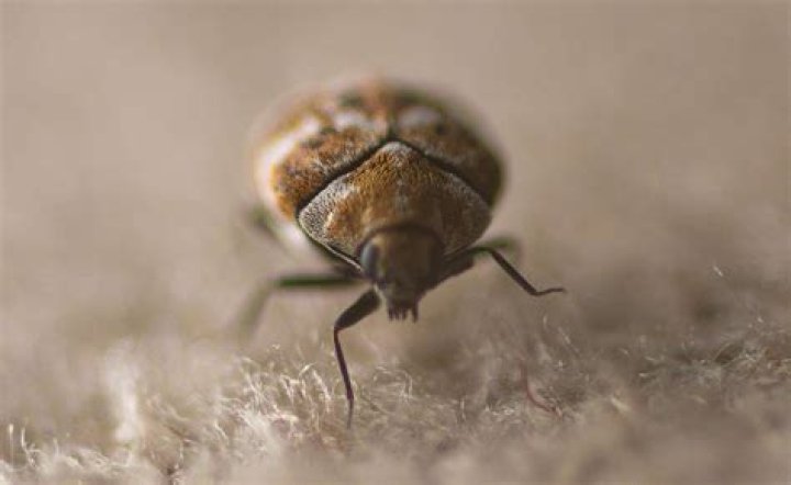 Dust ___ (household bug)