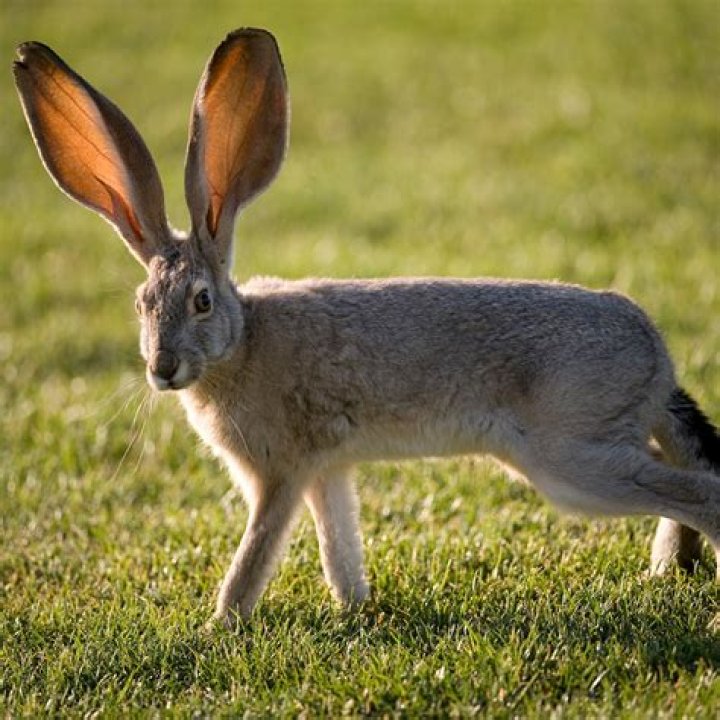 ___-eared rabbit (animal with long ears that aren't upright)