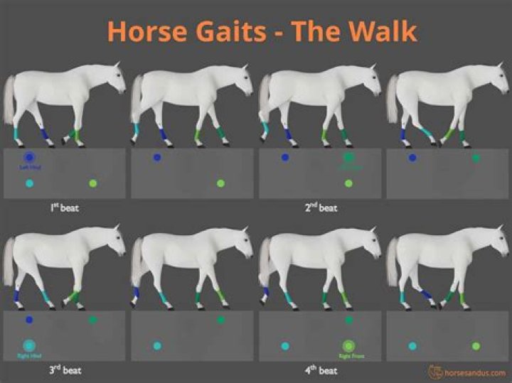 Easy gait for a horse
