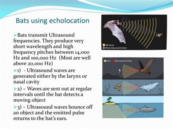 Echolocation method