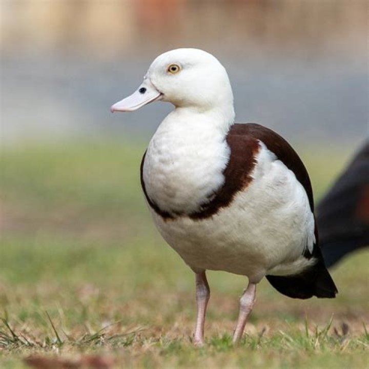 Elegant-looking waterbird