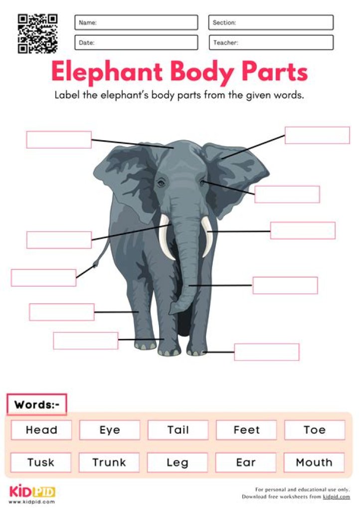 Elephant's floppy body part