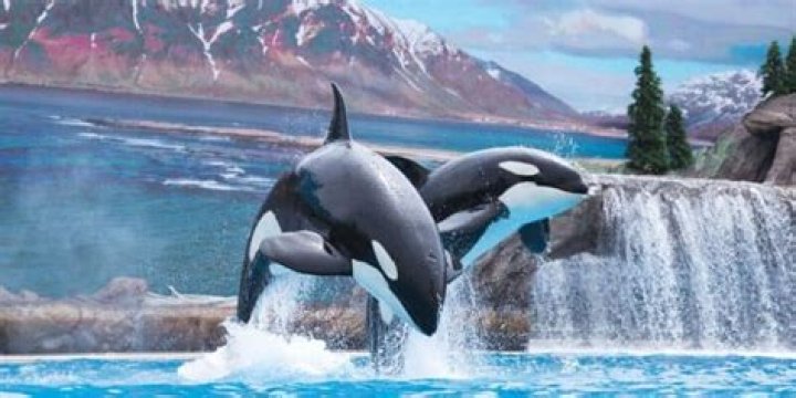 ___ Encounter (SeaWorld activity involving killer whales)