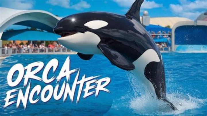 ___ Encounter (whale-based activity at SeaWorld)