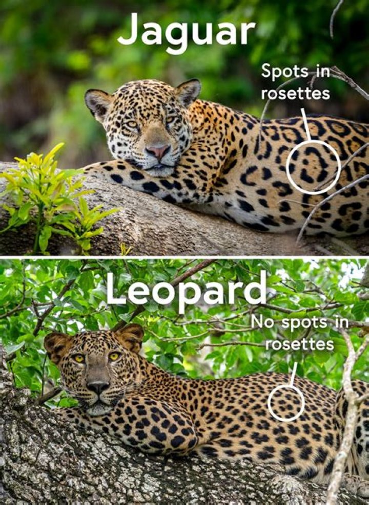 Ending for leopard or host