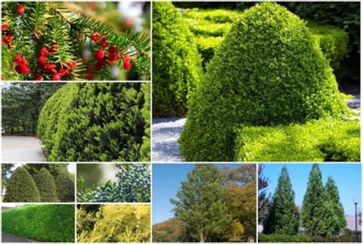 Evergreen tree known for its longevity