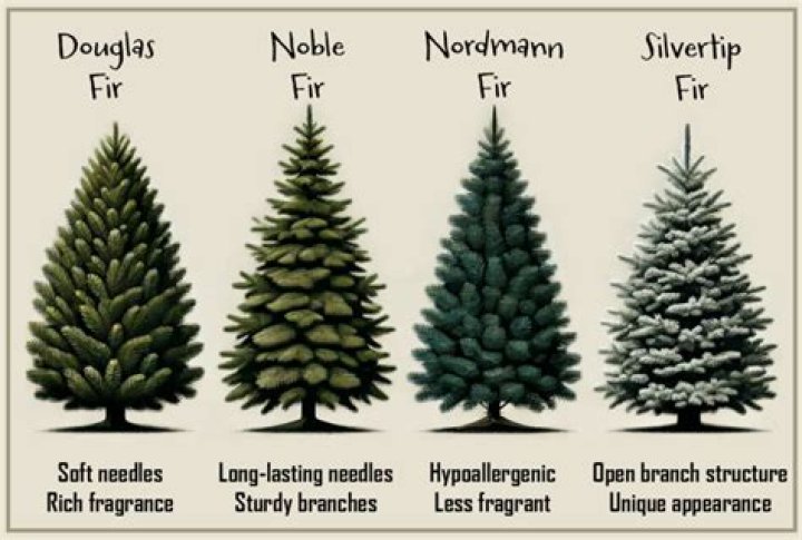 Evergreen tree with Douglas and Fraser varieties