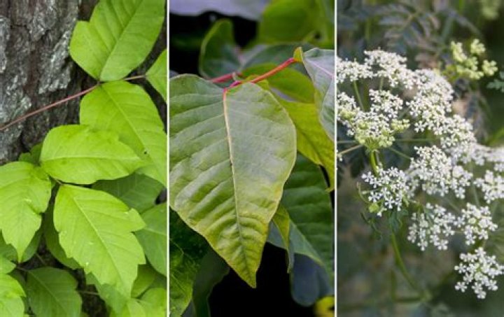 Evergreen tree with poisonous leaves