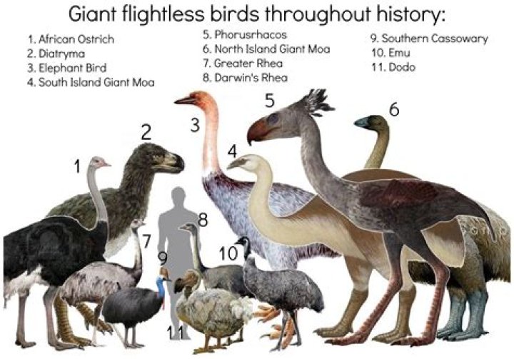 Extinct flightless bird