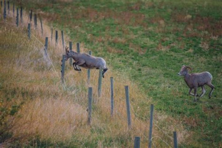 ___-eyed (naive and trusting)