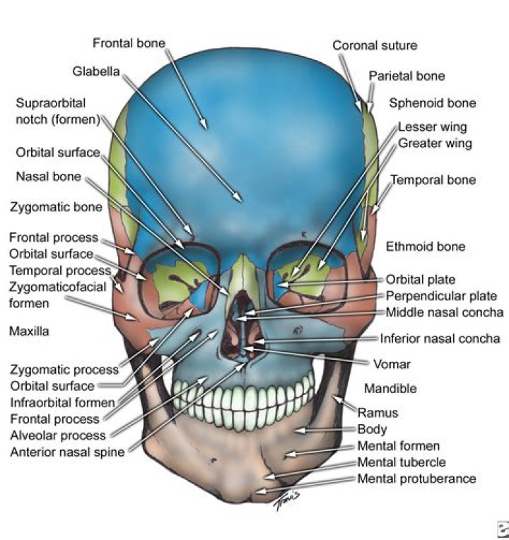 Facial bone that forms the chin