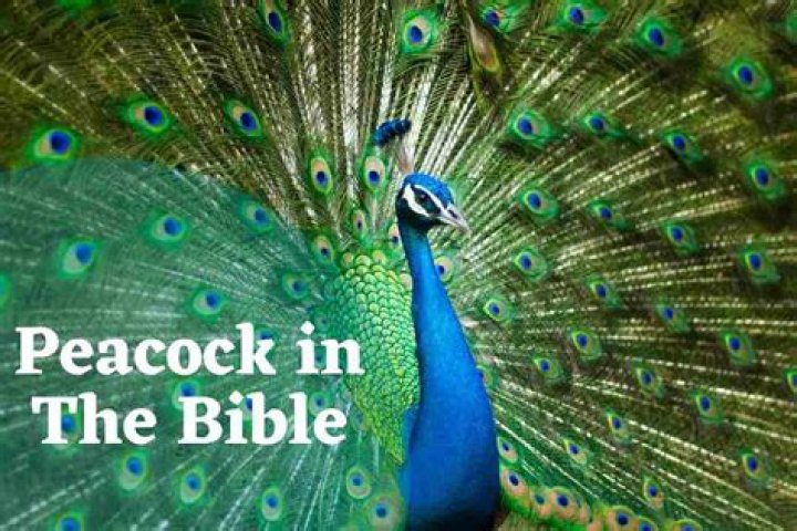 Falco who stars on Peacock's Bupkis