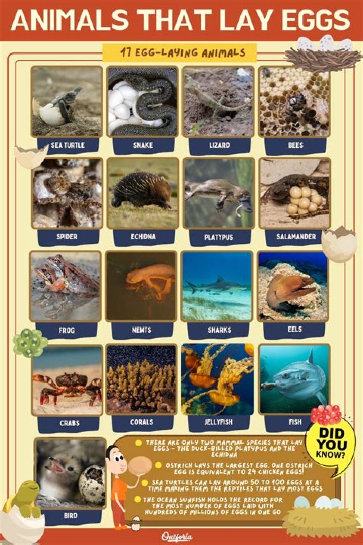 Farm animal that lays eggs