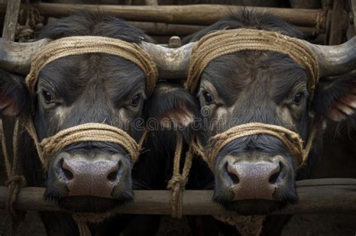 Farm animals often yoked together