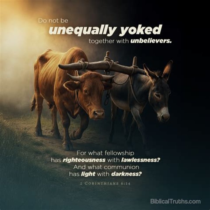 Farm animals that might be yoked