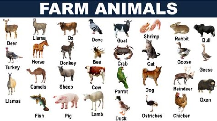 Farm animals that might have curly pink tails