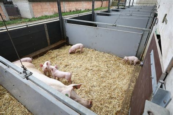 Farm enclosure for piglets