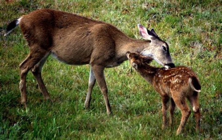 Fawn's mother